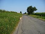 Třibřichy